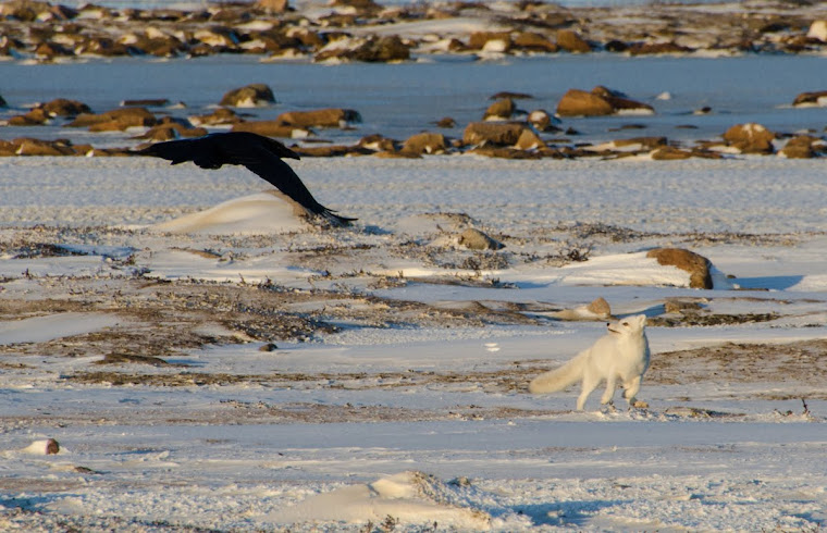 Our arctic fox playing with a raven