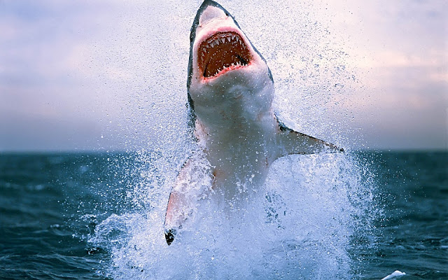 Wallpaper of  a shark jumping out of the water
