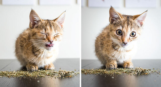 15 Pictures This Photographer Takes Photos Of Cats High On Catnip