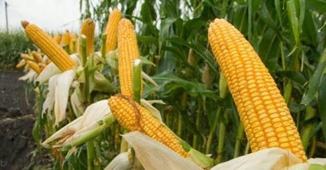 Manfaat Jagung untuk Asam Urat Manfaat Jagung untuk Asam Urat