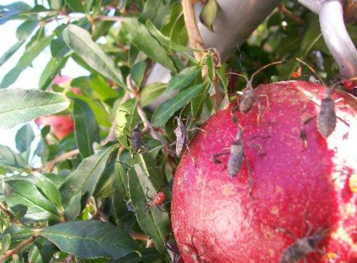 Xtremehorticulture of the Desert Pomegranate Fruit Failure May Be Due
