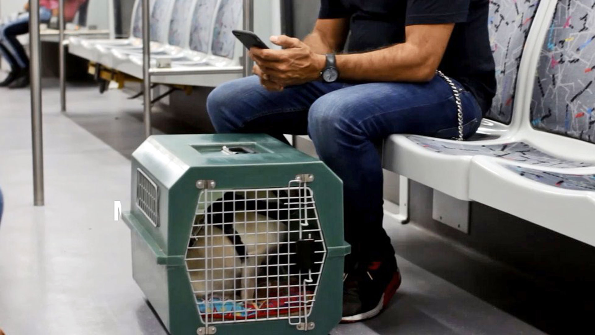 Puedo viajar con mi mascota en subte o colectivo?