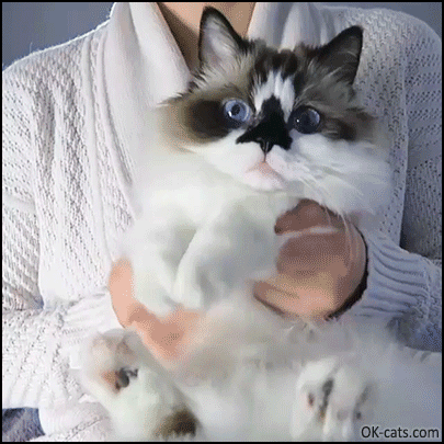 Cute Cat GIF • Cat playing drums in hooman's arms. Haha, he so funny and cute [ok-cats.com]