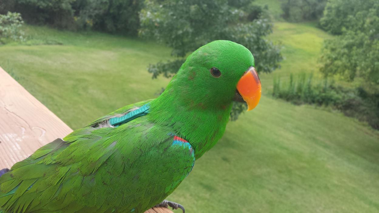 Bird In Everything Flight Suit For Birds