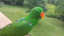 suit flight birds bird tuxedo