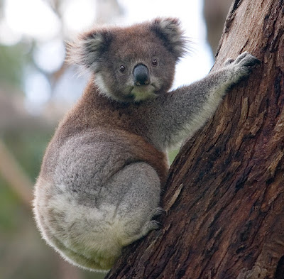 Koala (Phascolarctos cinereus) Vulnerable