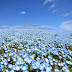 Padang Jutaan bunga Nemophila Bermekaran Bak Surga di Jepang
