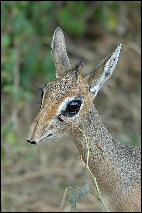 ANIMALS PLANET: Animals