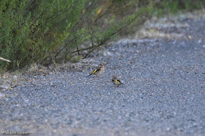 Cadernera (Carduelis carduelis)