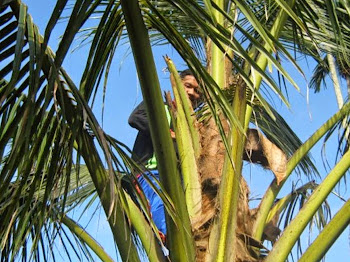 Ketupat Daun Kelapa Makanan Tradisi Pengikat Ukhwah