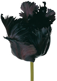 If A Raven Became A Tulip...
