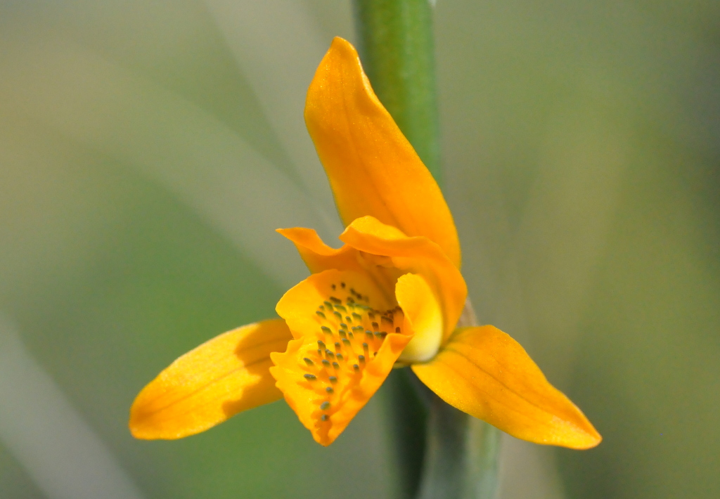 ОРХИДЕЯ Chloraea ( Хлорэя) / Orchidaceae Chloraea