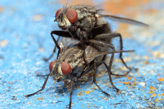 Anti Fly Aplikasi Android Pengusir Lalat Android Play Go