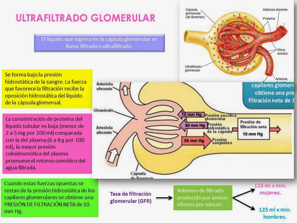 BLOG DE FISIOLOGIA BASICA DE MARIA GUADALUPE ORTEGA PEREZ FILTRACIÓN GLOMERULAR