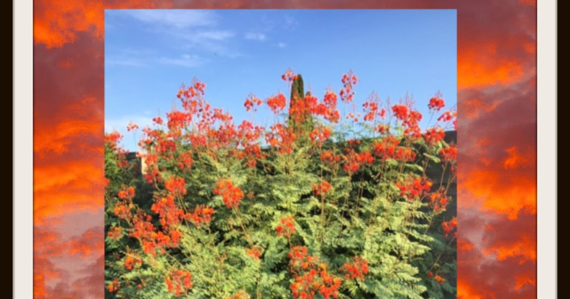 Colors 4 Health Wonders of Monsoon Season in Southern Arizona