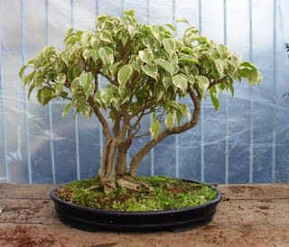 foto bonsai beringin putih gambar bonsai beringin putih