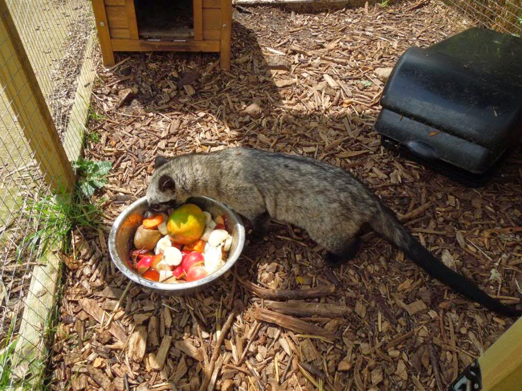 Kedondong Plum Musang Peliharaan Lucu Nan Eksotis