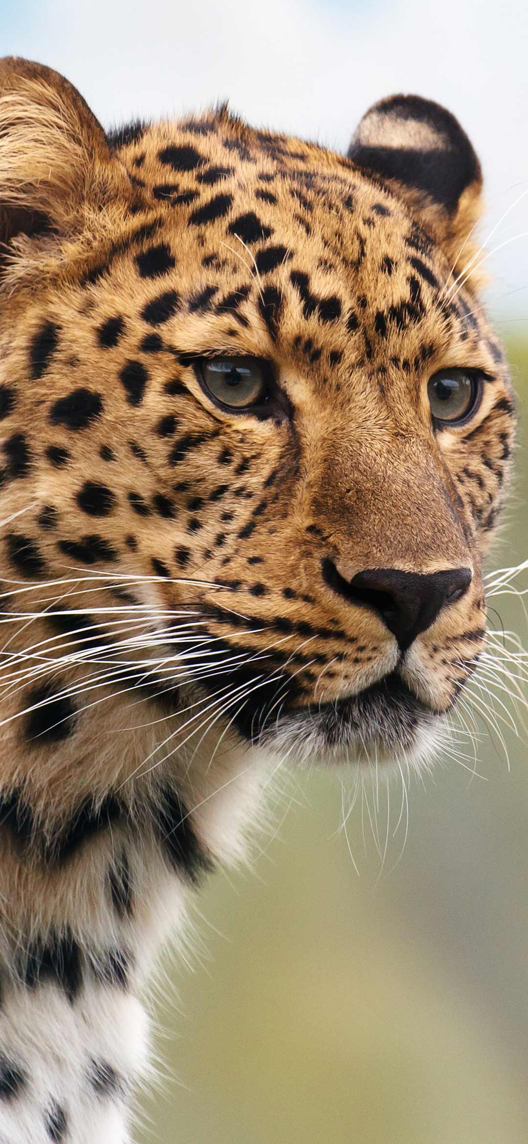 young-cheetah-wallpaper