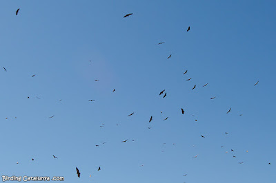 Voltors comuns agrupant-se on hi ha carronya