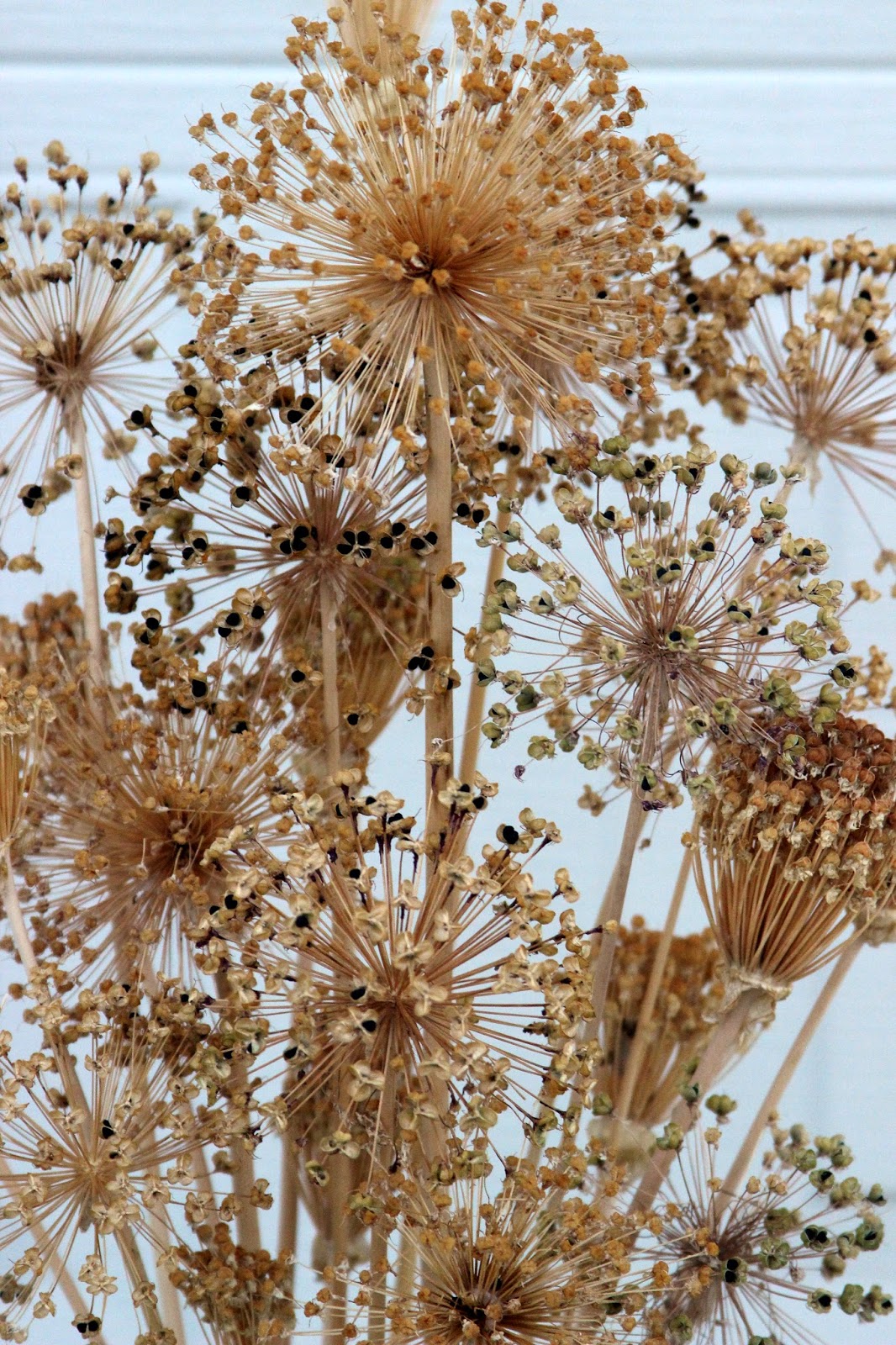 FALL ARRANGEMENTS Dried alliums, spider mums and decorative foliage