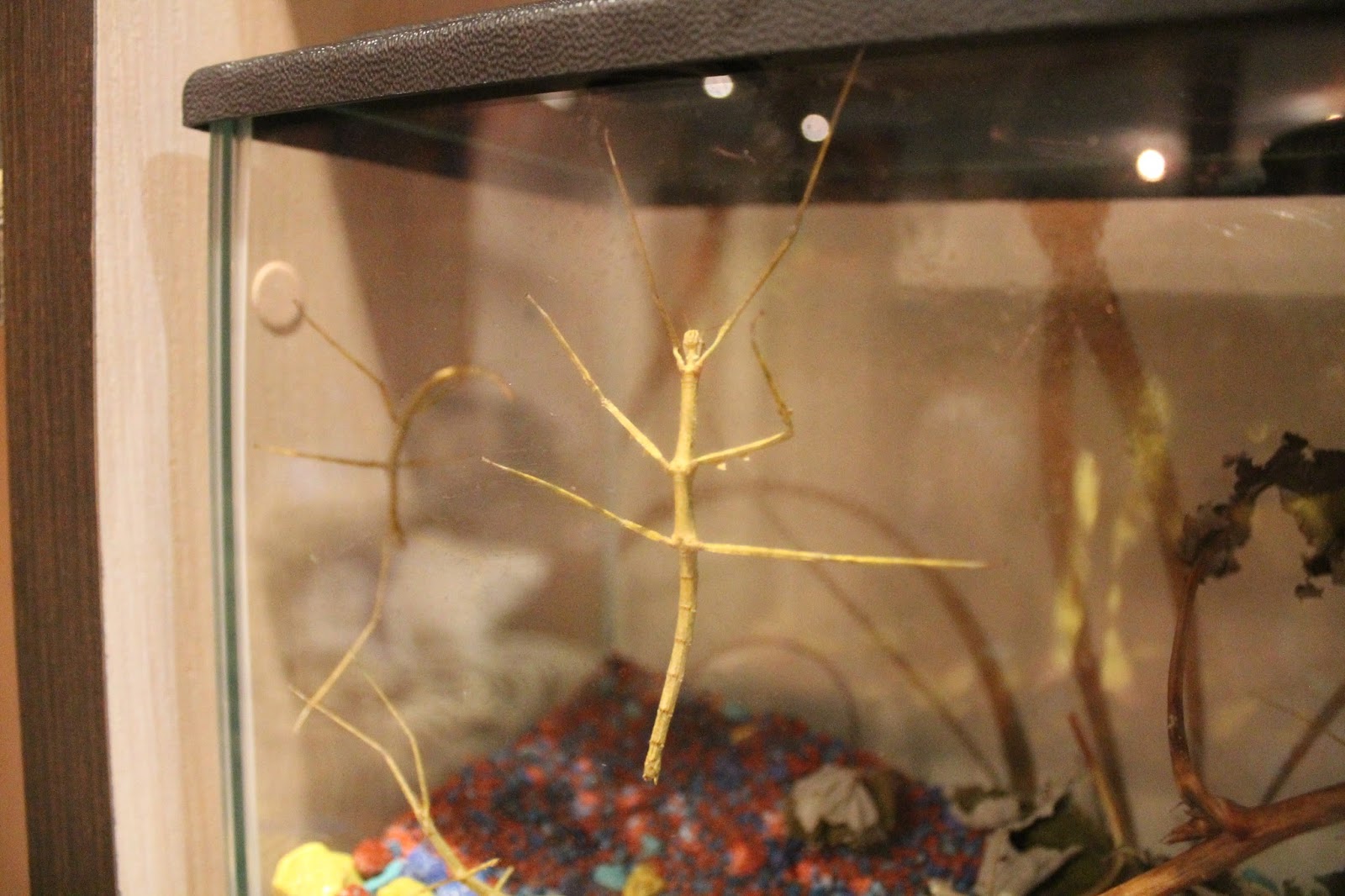 аннамский палочник террариум. контейнер для палочников. личинка палочника. аннамский палочник террариум.