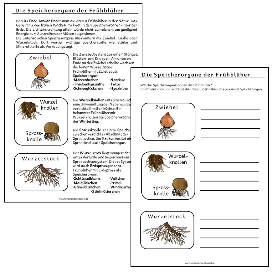 Herr Sonderbar Frühblüher