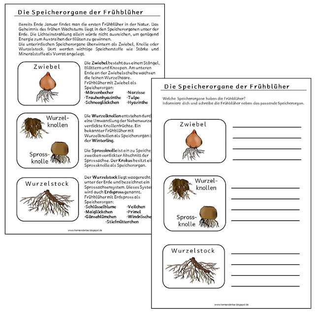 Herr Sonderbar: Frühblüher (Speicherorgane)