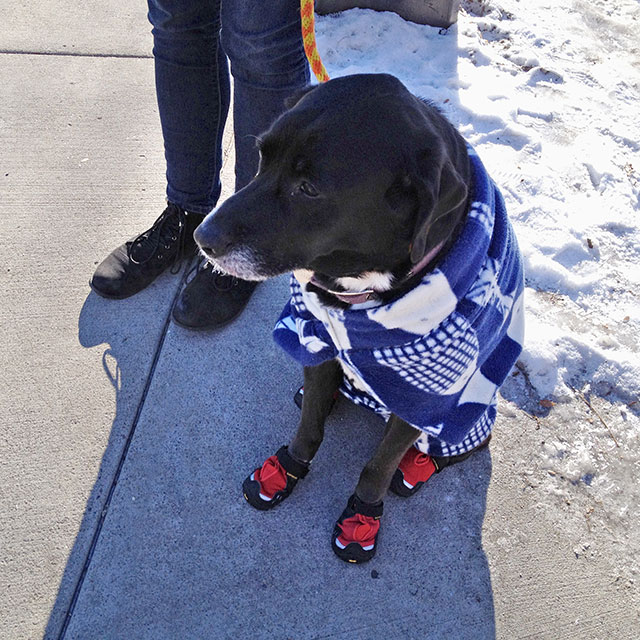 15 DIY Doggy Clothes & Bandanas