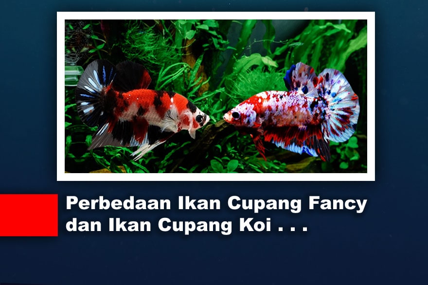 Perbedaan antara Ikan cupang Fancy dan ikan cupang Koi
