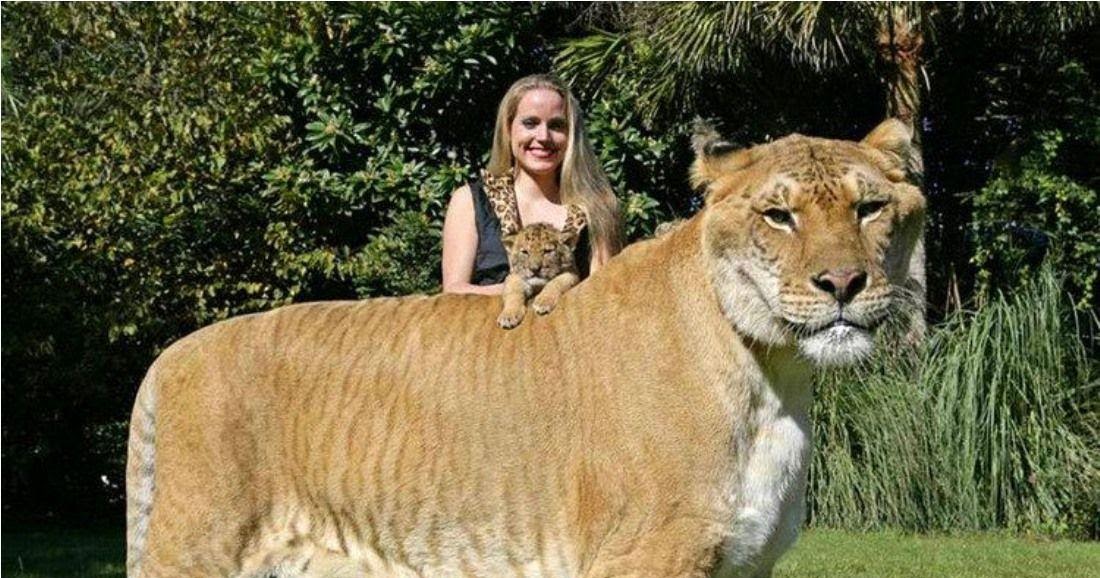 огромные собаки. неимоверный смысл слова. самые большие собаки. неимоверный значение. окаменевшая титанобоа.