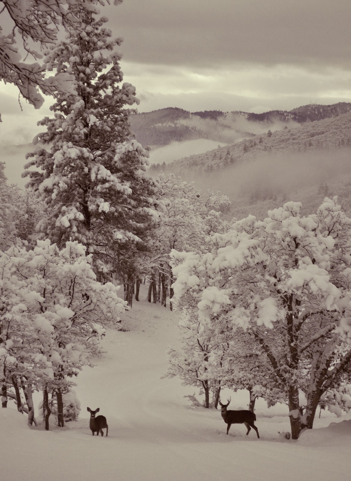 my-beautiful-siskiyou-holy-snowflake-batman