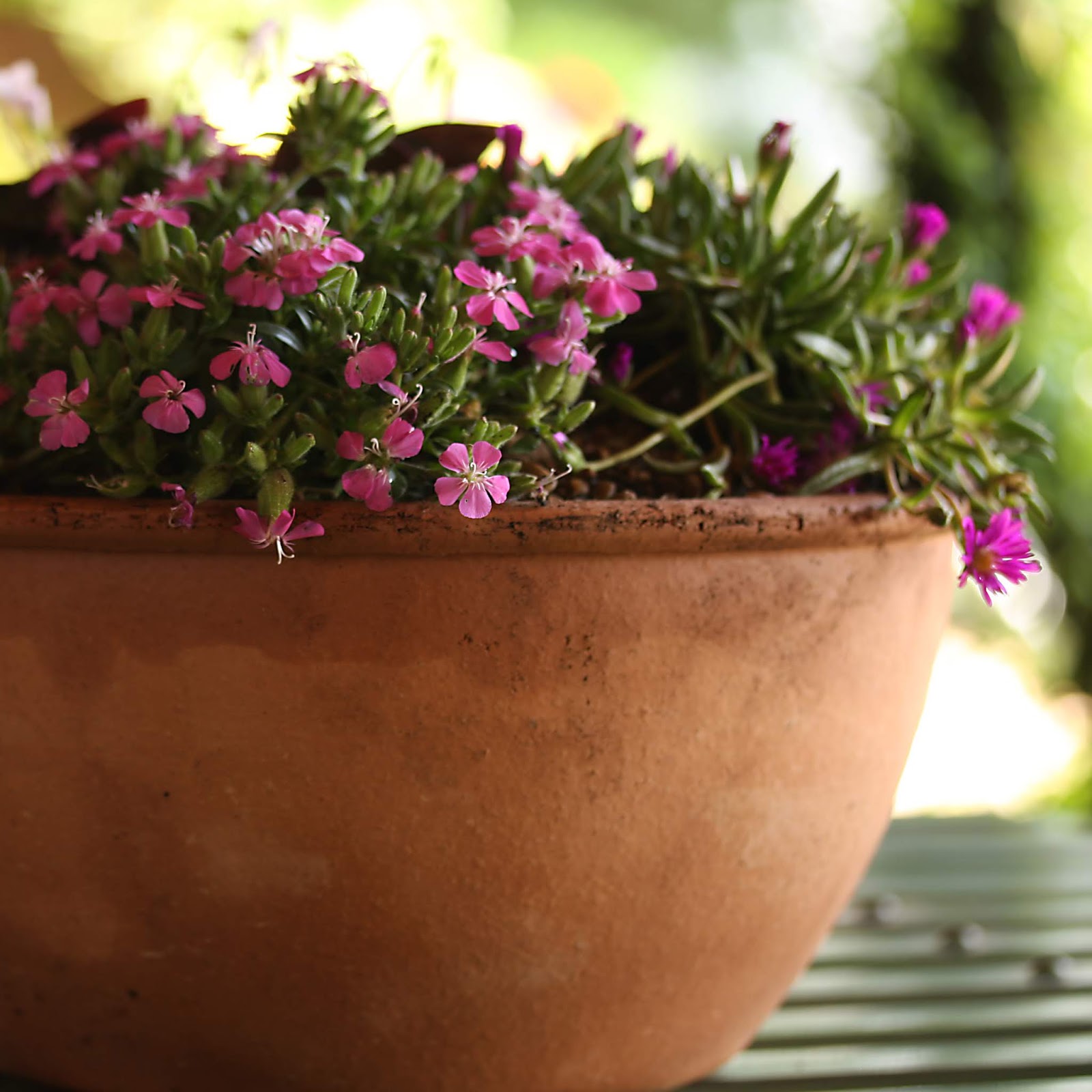 Preston Bissett Nurseries and Country Shop Spring Fresh Alpine Pots