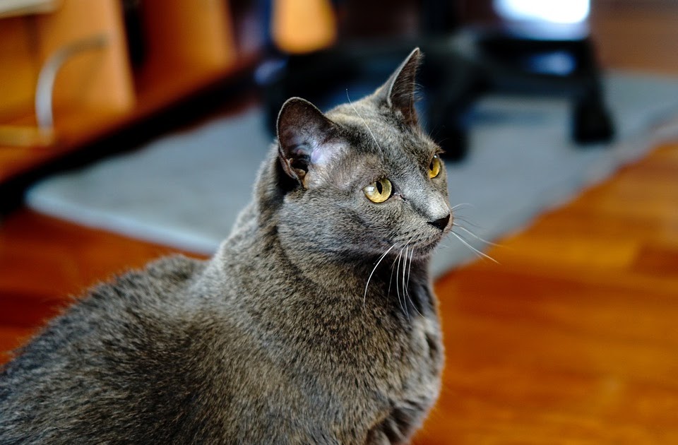 Russian Blue Price, Personality, Lifespan