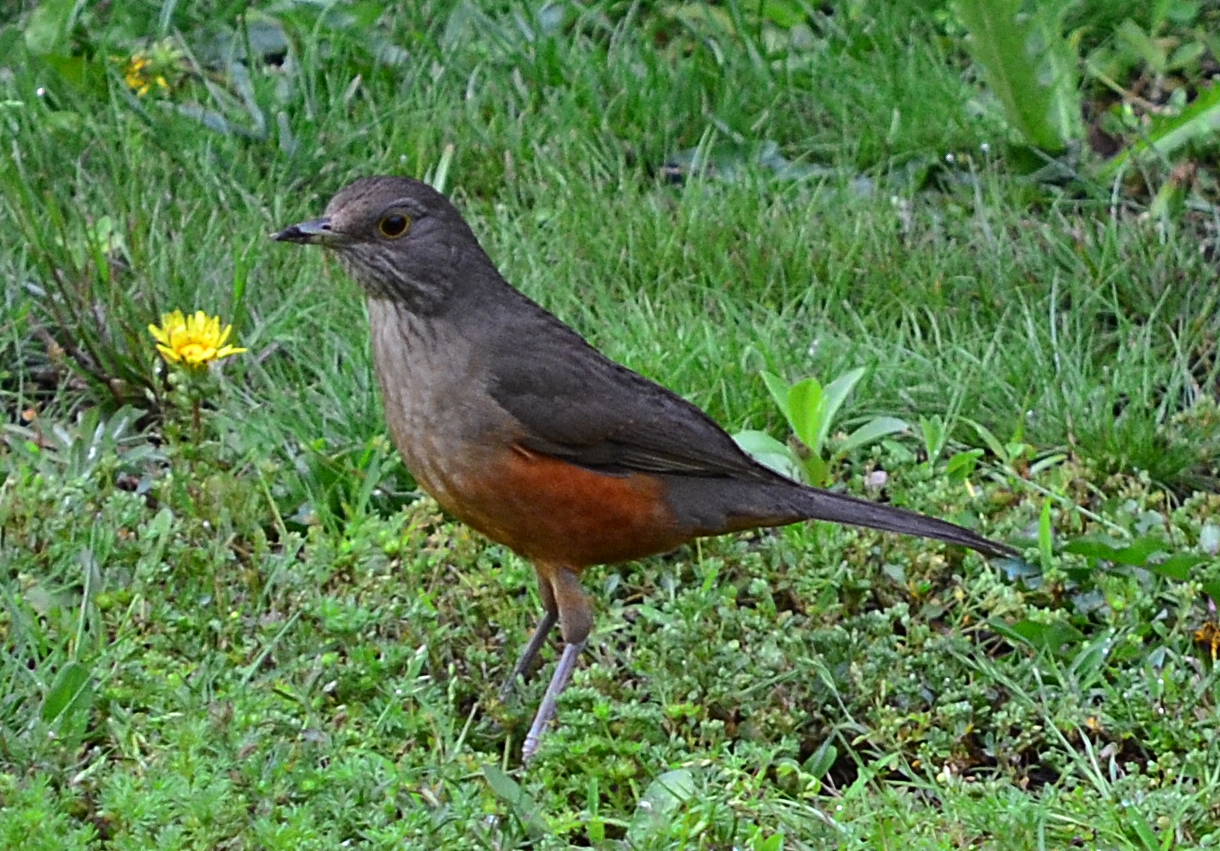 Aves de La Floresta noviembre 2012