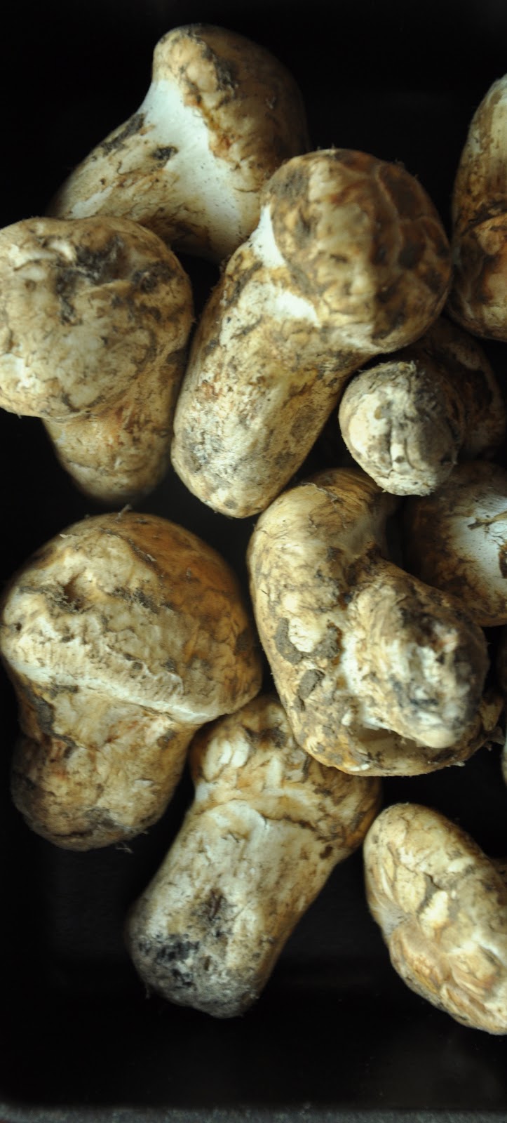 On Matsutake mushrooms.....