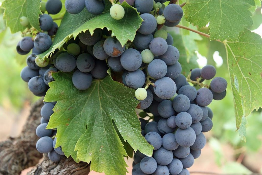 biji benih buah anggur coret 10 biji Bitung