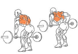 Bent Over  Barbell Row