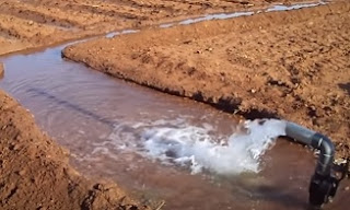 Cultivation of Sesame ( Til) ; A complete Farming Guide Cultivation of Sesame ( Til) ; A complete Farming Guide