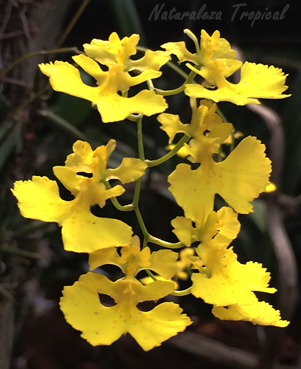 La orquídea Bailarina o Cimarrona, Tolumnia guibertiana