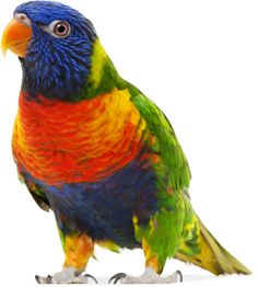 parrot images