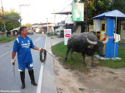 Buffalo, Plai Laem