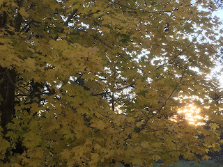 Golden maple tree November Maine