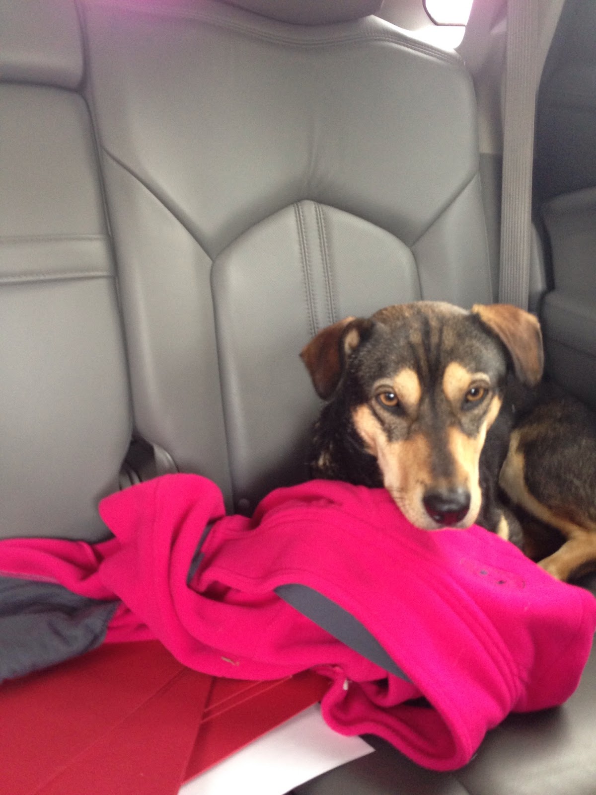 Bed and Biscuit Boarding