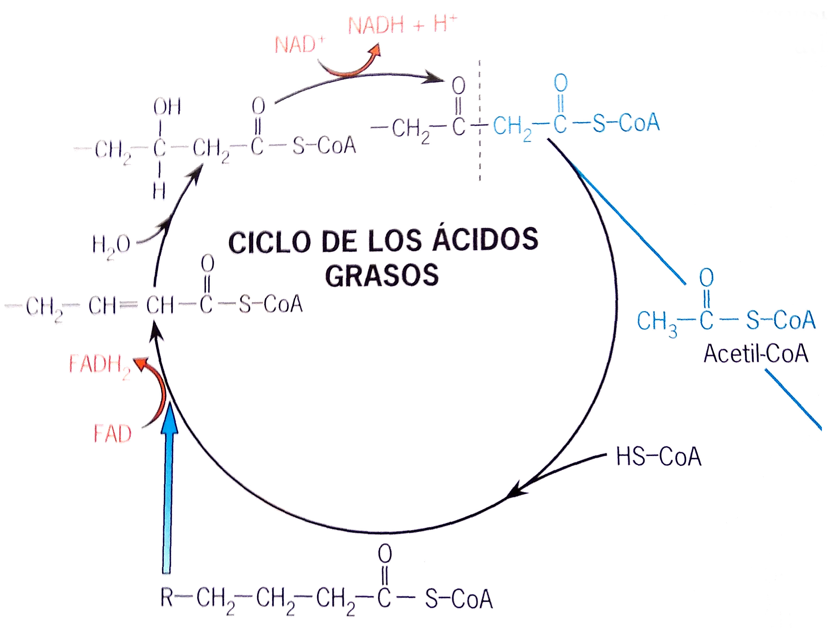 alimentos que aceleran el metabolismo para perder peso secretos