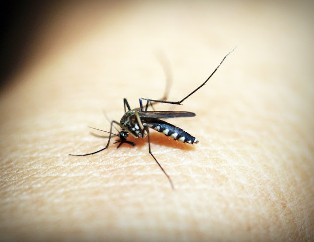 Get rid of mosquitoes in natural ways,know more