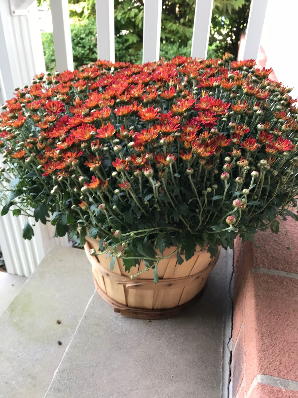 Homescape Technologies A Bushel of Mums