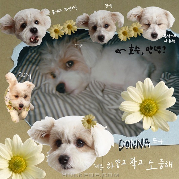 DONNA – Oh, Daisy! – Single
