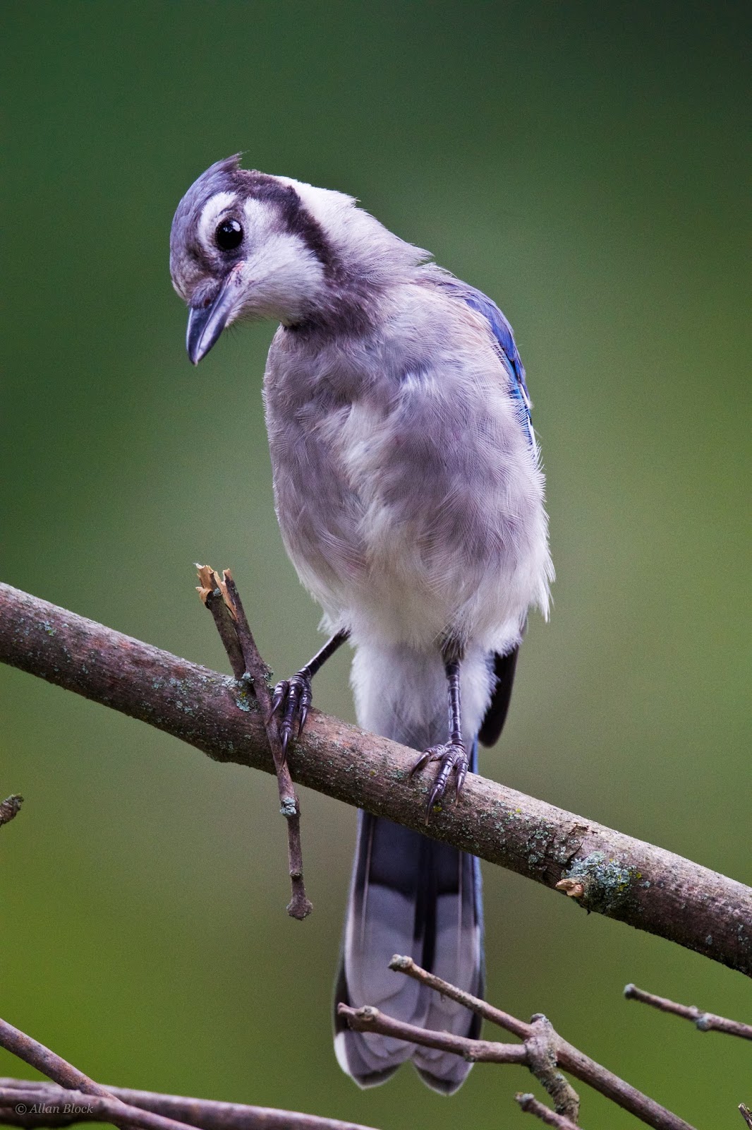 juvenile female blue jay