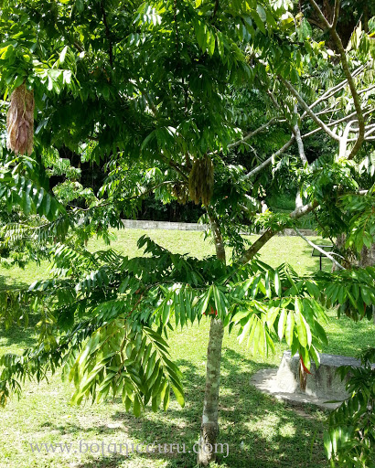 Brownea grandiceps, Scarlet Flame Bean, Rose of Venezuela tree