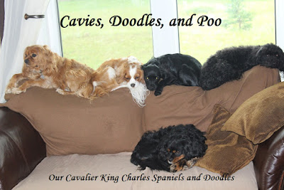 Cavies, Doodles and Poo